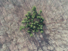 Zakup lasów i gruntów przeznaczonych do zalesienia